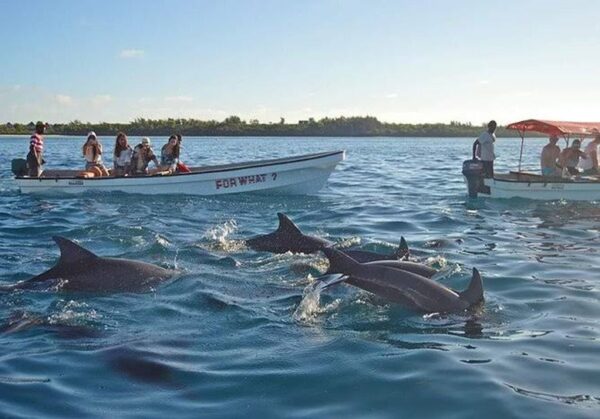 dolphinTour